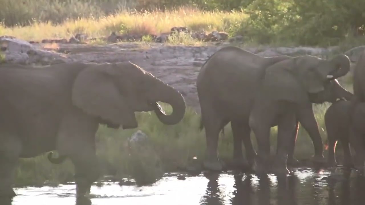 2013-za video clip 25 etosha 10 movie