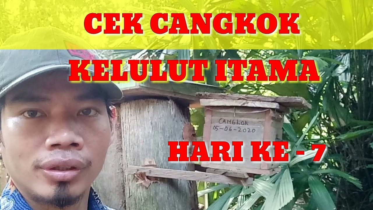Cek Perkembangan Cangkok Kelulut Itama hari ke  7