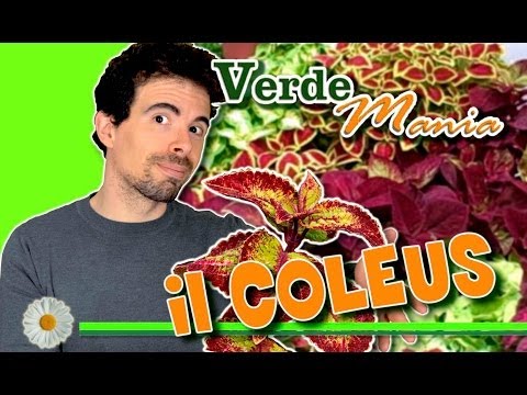 Video: Semi Di Coleus: Piantine In Crescita A Casa. Che Aspetto Hanno I Semi Di Coleus E Quando Dovrebbero Essere Piantati?