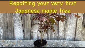 Re-potting your very first young Japanese maple tree