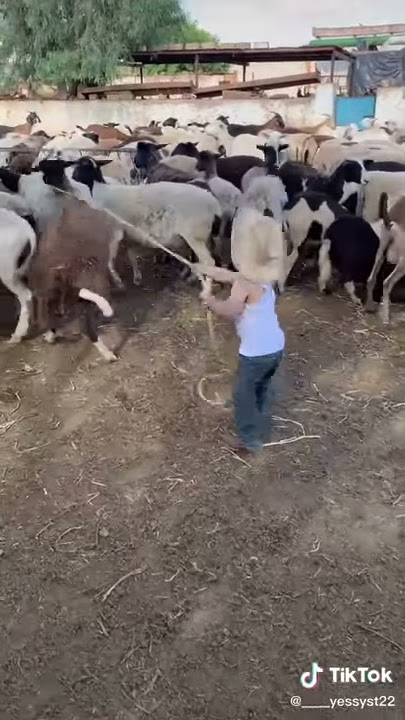 el niño mas crak para lazar