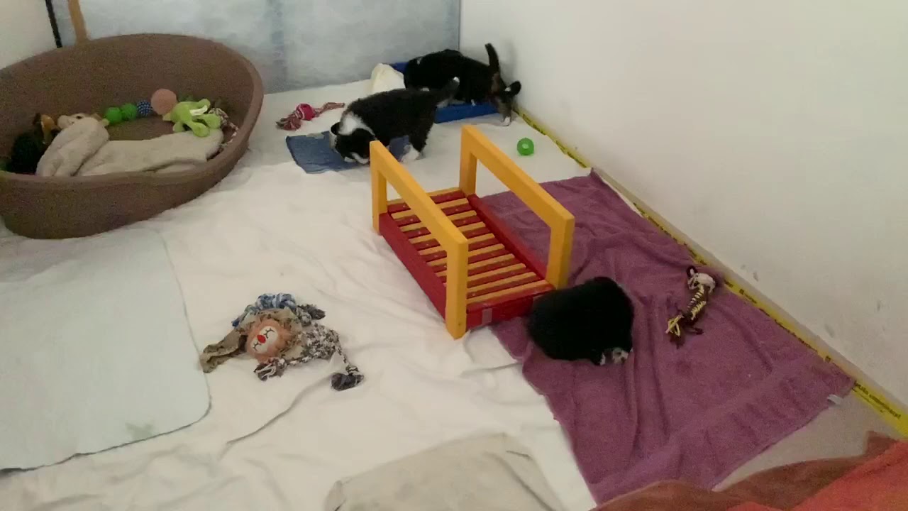 Es rappelt in der Kiste - YouTube