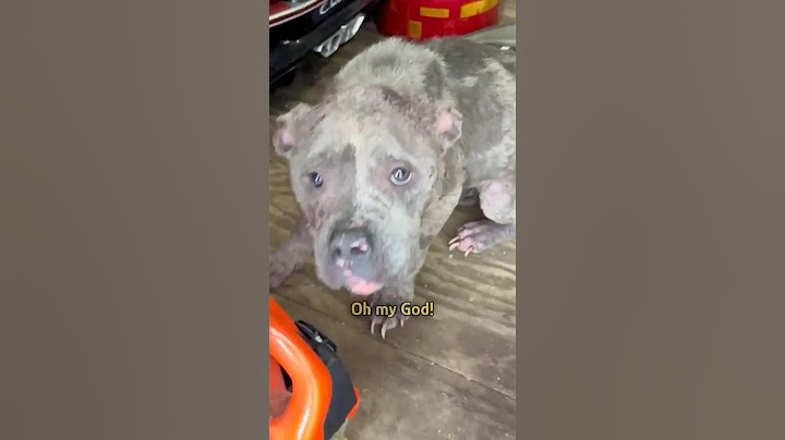 Dog cried for help at the door