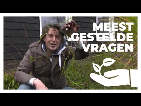 Video: Wat is onkruid gee voorbeelde?