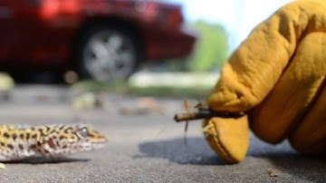 High Quality Leopard Gecko Vs Grasshopper