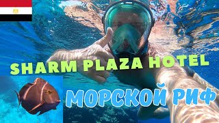 видео: Морской Риф в Отеле Sharm Plaza Hotel Crowne Plaza Resort, Два Понтоны в Отеле ШармПлаза#travel#море картинка: Морской Риф в Отеле Sharm Plaza Hotel Crowne Plaza Resort, Два Понтоны в Отеле ШармПлаза#travel#море