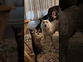 🐶 Dogs And Cats Being Funny Together 😹 | Playful Chaos In One Cute Pets Video