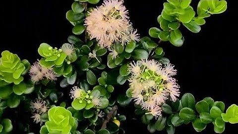 Xã lỗ cuối năm Hải châu dáng đỗ mini bonsai, đi rừng khai thác Hải châu 0388141679 zalo 0909943262