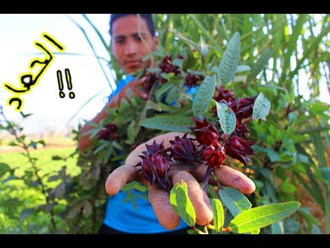 فيديو: كيفية فصل الشتاء من نباتات الكركديه