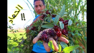 ايه رأيكم  |طريقة الحصاد والزراعه |Useful plant for stress and stress