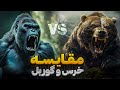 خرس قدرتمنده یا گوریل جنگ و دعوای دیدنی خرس و گوریل خرس قدرتمنده یا گوریل جنگ و دعوای دیدنی خرس و گوریل