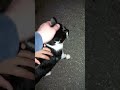 Германия Коты