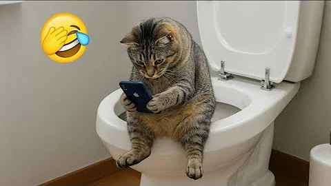 Video 11083231: laugh cats dogs funny, laugh cats funny animal, dog cat laugh cute, loud funny cat