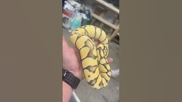 1.0 Pastel Enchi Desert Ghost Het Clown #ballpython #snake #clown #reptile
