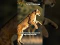 Jump Like a Puma = Beast Mode 🐾💪 #jumphigh  #wildlife  #animalathletes #animalshorts #viralshorts