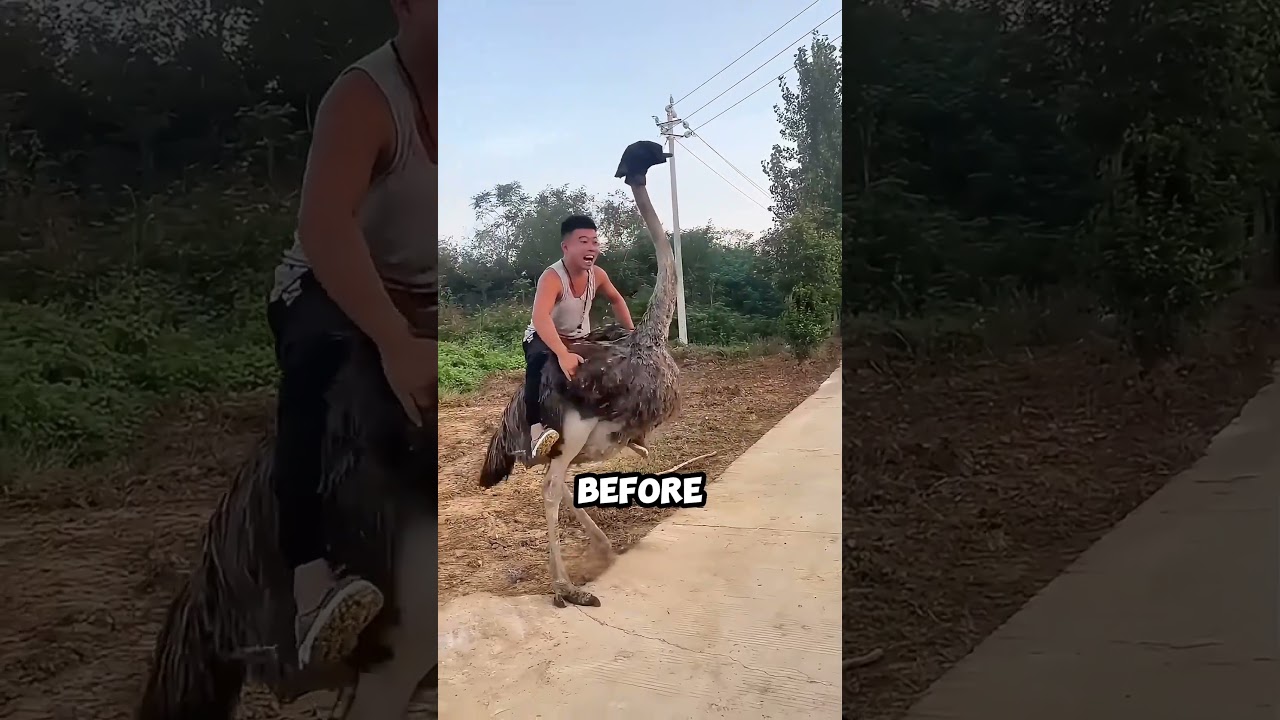 This Guy Seriously Underestimated an Ostrich!