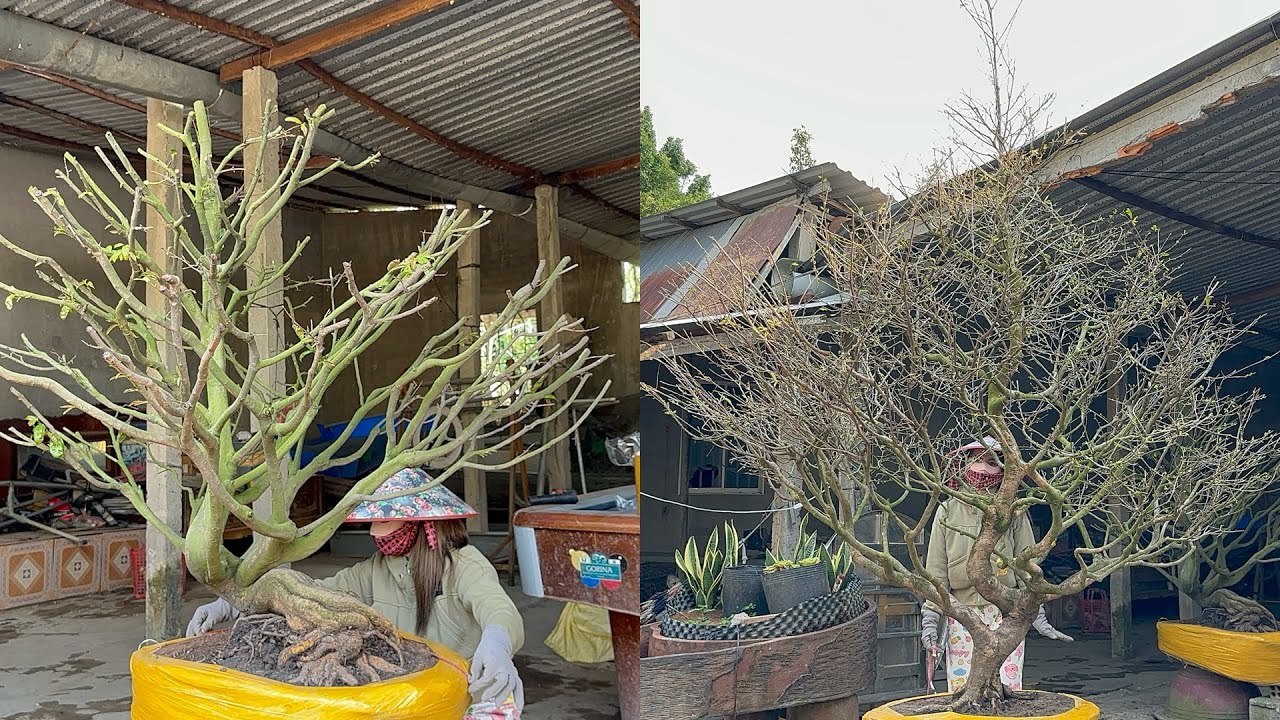 Báo gia mai vàng thành phẩm chơi sao Tết gia rẻ  0939923543 . 0788881588