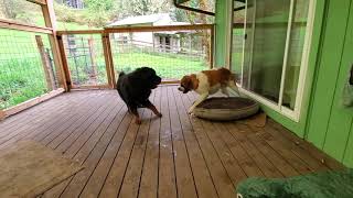 Playtime with St. Bernard and Tibetan Mastiff by Cohen Menagerie 26,698 views 3 years ago 1 minute, 21 seconds