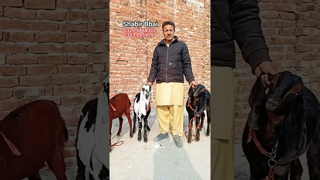 Cute Goat Kids 🐐 | 3 Female & 1 Male | 7 Months Old | Farm Life Shorts 