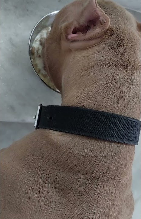 how-to-feed-american-bully-puppy-smartheart-is-the-best-americanbully