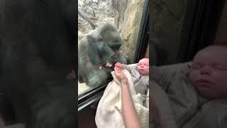 Mother shares unique maternal bond with gorilla (FULL VIDEO)