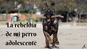 ¿A qué edad son más rebeldes los perros?