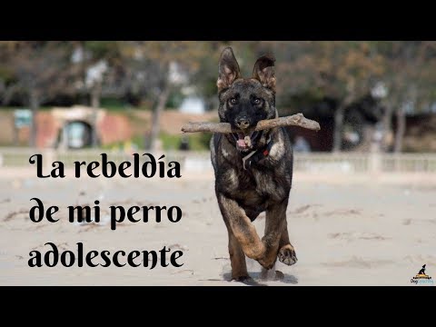 Video: Comportamientos Rebeldes En Perros