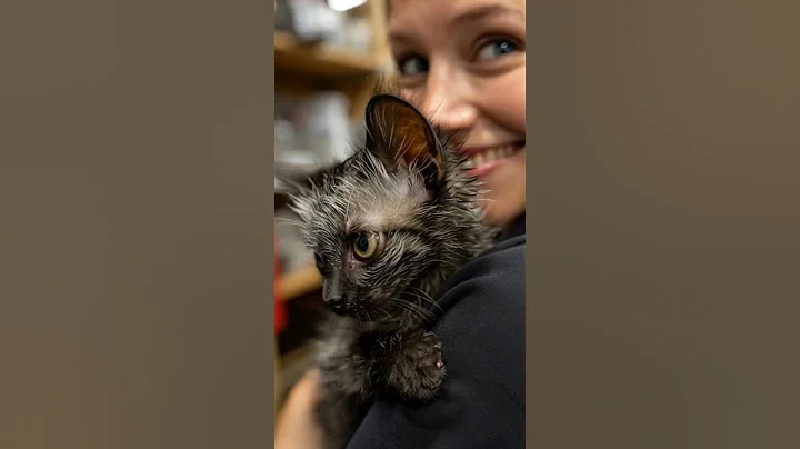 Watch the video about Rare Cat Breed Lykoi #cat #cattype #catcare #cutecat #shorts #youtubeshorts