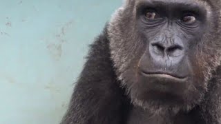 母ゴリラは子作りに誘われるが、なんか変 Mom gorilla was invited to try to have a baby  but something weird 【Zoo京都市動物園】