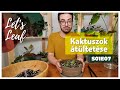 Kaktusz gondozása 🌵 | sok kis apró #kaktusz átültetése | #LetsLeaf