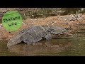 Huge Monitor Lizards in Khao Yai National Park, Thailand