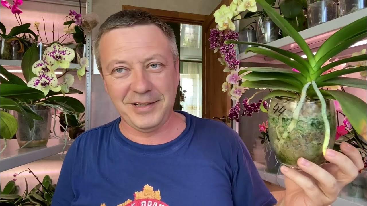 Орхидейные блоггеры. Видео георгия горячевская орхидеи. Видео георгия горячевская орхидеи. Орхидея новый вид фаленопсис 2022. Видео георгия горячевская орхидеи.