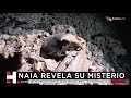 La cueva del tesoro: hallazgo invaluable en una caverna subacuática de Quintana Roo #3