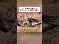 ヘビを母親と勘違い!? 子ワニたちの衝撃の行動！ #ワニ #ニシキヘビ #野生動物 #自然 #動物