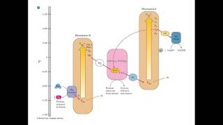 Lecture 20A: Introduction into the Dark Reactions