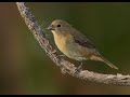 Hembra Corbatita Canto - Female Double Collared Seedeater Bird Song - Sporophila Caerulescens