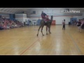 VIDEO: Medina Elementary Principal rides camel