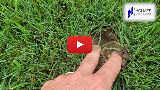 Do you have strange holes in your lawn?