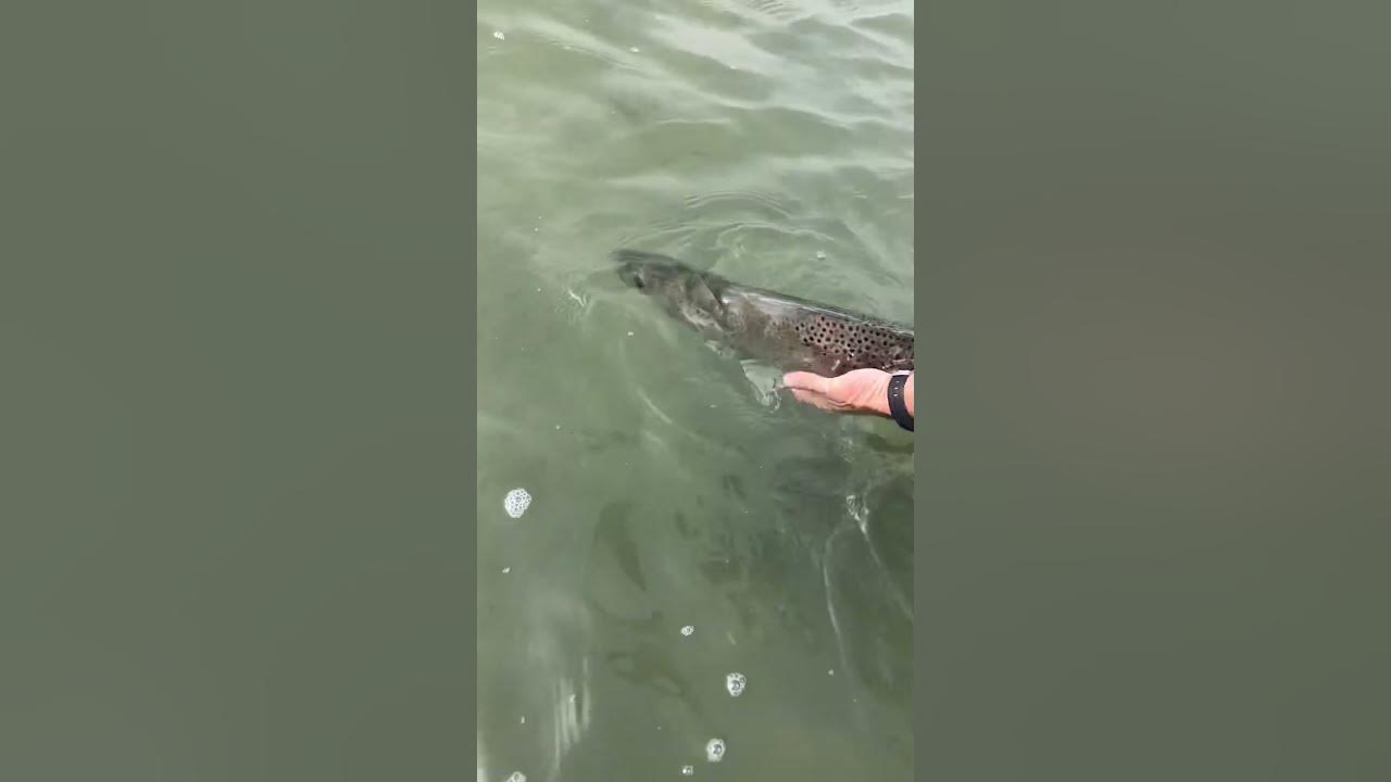 7 Trout Port Mansfield, TX Release YouTube