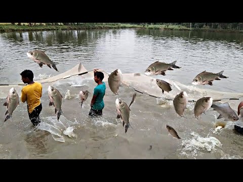 ভিডিও: মাছের কি অঙ্গাঙ্গী আছে?