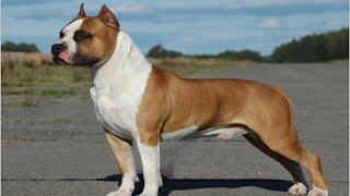 Staffordshire Terrier Dog Breed Your Perfect Pet