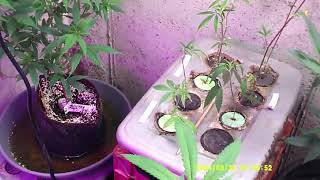 Indoor Cannabis Grow in Missouri