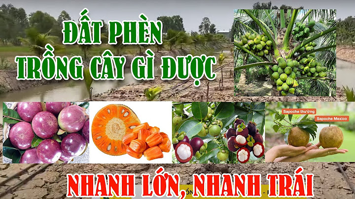 Đất chua ngập nước trồng cây gì là phù hợp năm 2024