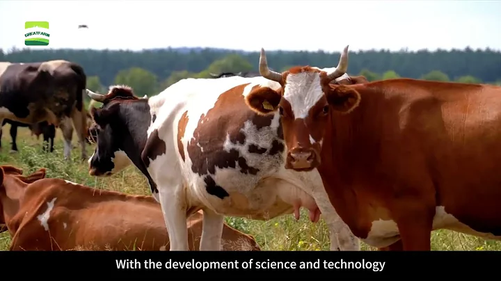 Cattle farm manure cleaning equipment Scraper cleaning equipment | GREAT FARM