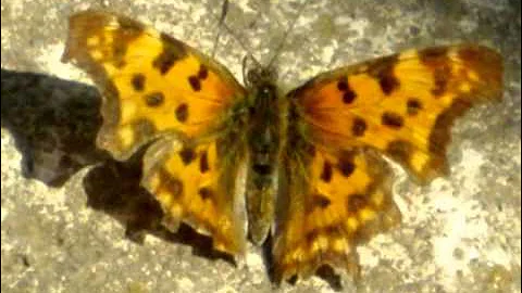 Bittersweet Symphony (Mike Rish Remix)-Polygonia Album