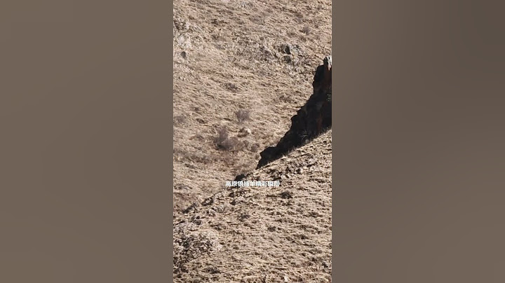 💥高原狼捕羊全过程！Plateau wolf hunting sheep #animal 【跟着图尔去旅行】