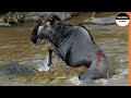 Can a Jump Save The Wildebeest From Imminent Death ?