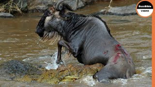 Can a Jump Save The Wildebeest From Imminent Death ?