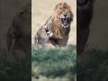 L Accouplement Des Lions Safari Lion Tanzania Animaux Photographer L Accouplement Des Lions Safari Lion Tanzania Animaux Photographer