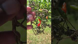 Strong Pepper 🌶️ #capturedoncamerake #pepper #shorts